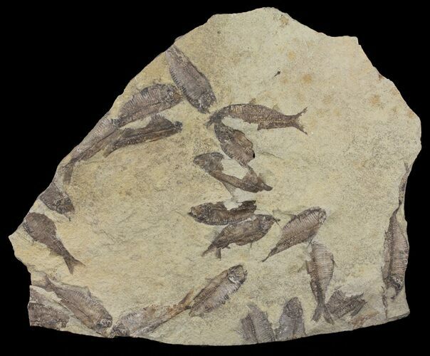Fossil Fish (Gosiutichthys) Mortality Plate - Lake Gosiute #61570